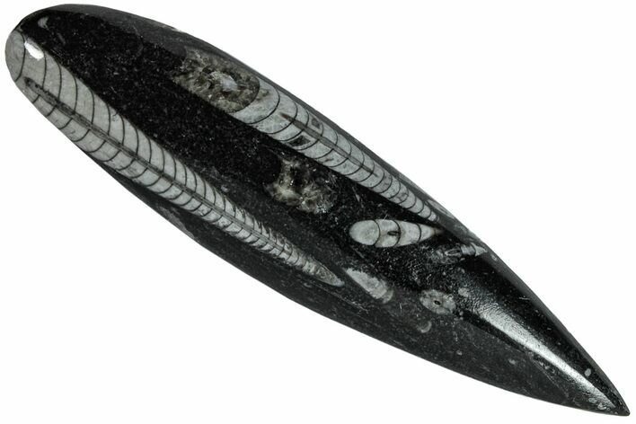 Polished Fossil Orthoceras (Cephalopod) - Morocco #216163